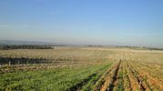 Vignes Chateauneuf du Pape